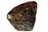 Flashy Ammolite (Fossil Ammonite Shell) - Rainbow Colored #378510-1